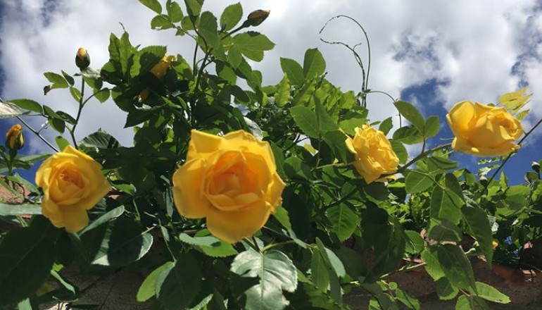 Červen v zahradě školy Cesta k úspěchu.