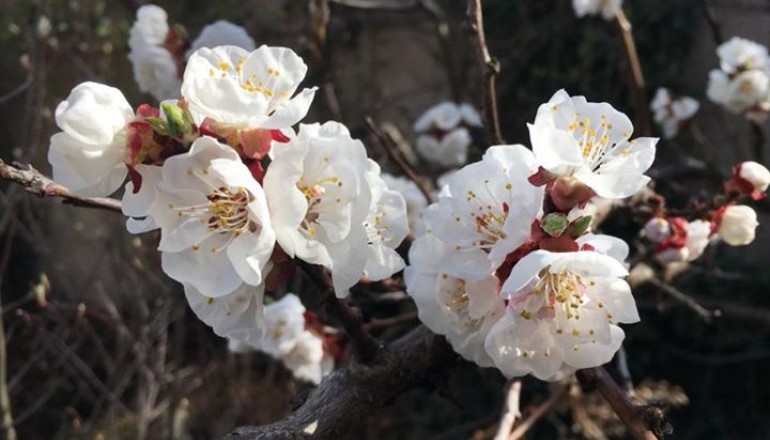 Jaro v zahradě školy Cesta k úspěchu