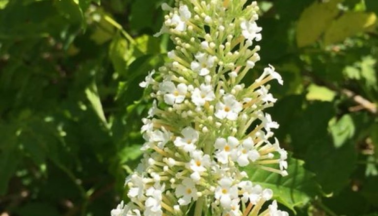 Léto v zahradě školy Cesta k úspěchu