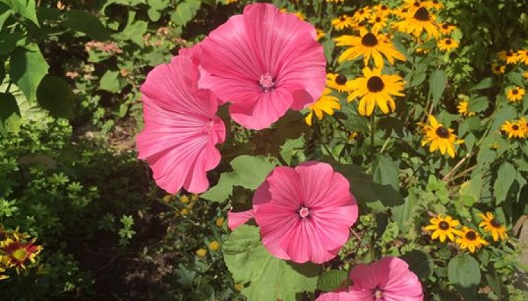 Srpen v zahradě školy Cesta k úspěchu