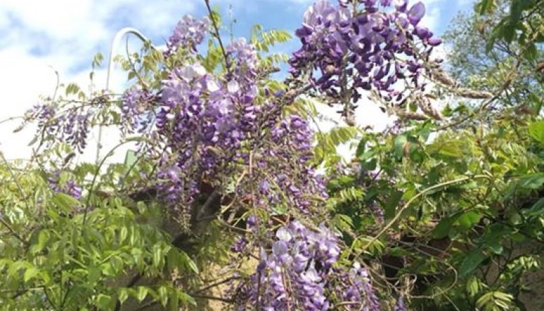 Květen v zahradě školy Cesta k úspěchu