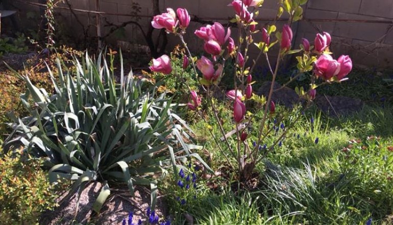 Duben v zahradě školy Cesta k úspěchu