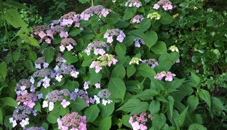 Červenec v zahradě školy Cesta k úspěchu.