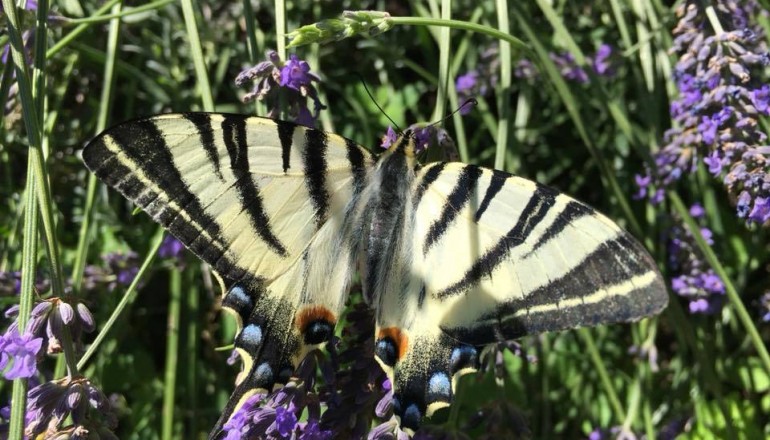 Léto v zahradě školy Cesta k úspěchu