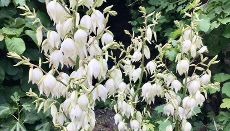 Přírodovědná zahrádka 