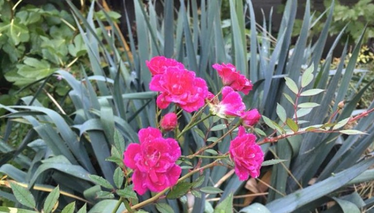 Podzim v zahradě školy Cesta k úspěchu