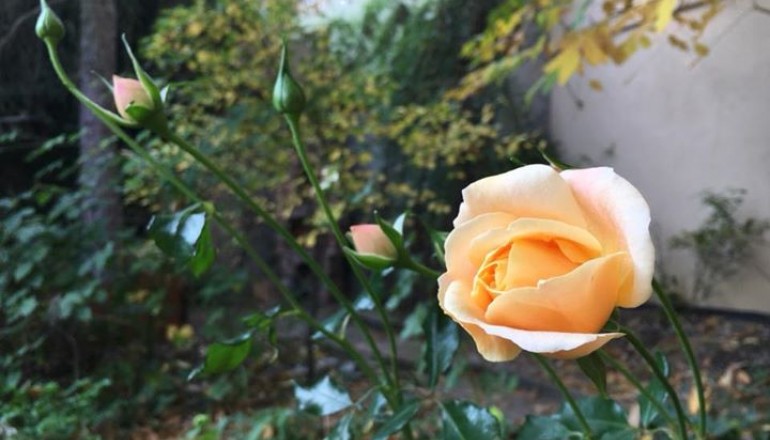 Podzim v zahradě školy Cesta k úspěchu