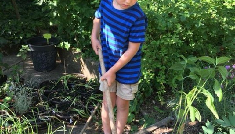 Pěstování slunečnice topinambur